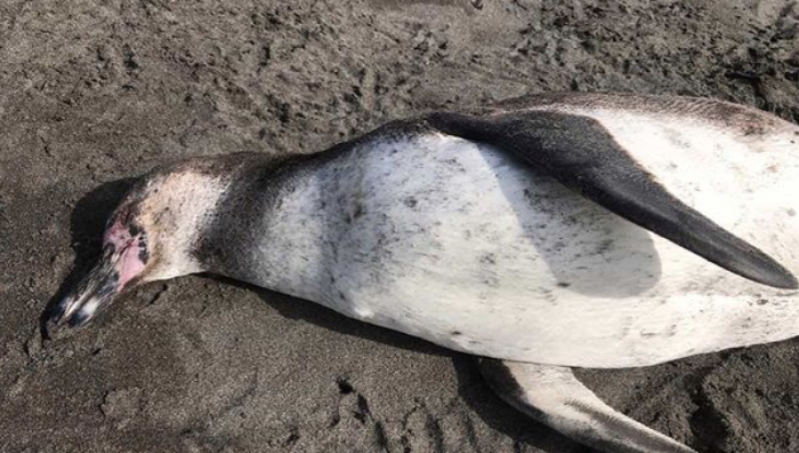 Sernapesca investiga causas de varamiento masivo en playas de Concón: murieron 75 aves marinas