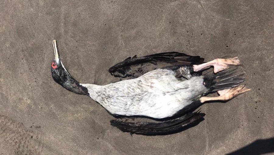 SAG: Varamiento en playas de Concón se debió a inmersión tras quedar atrapados en redes pesqueras