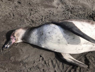 Sernapesca investiga causas de varamiento masivo en playas de Concón: murieron 75 aves marinas