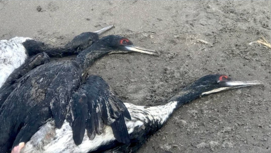 Sernapesca presenta denuncia por muerte masiva de animales en playas de Concón