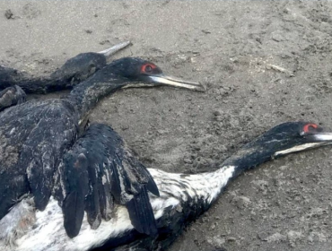 Sernapesca presenta denuncia por muerte masiva de animales en playas de Concón