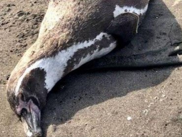 Greenpeace sospecha contaminación de empresas por muerte de animales en Concón