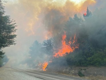 Declaran Alerta Amarilla para la provincia de Arauco por incendios forestales activos simultáneamente