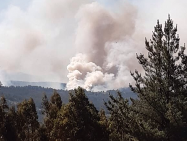 Declaran Alerta Roja para la comuna de Lumaco por incendio forestal cercano a sectores habitados