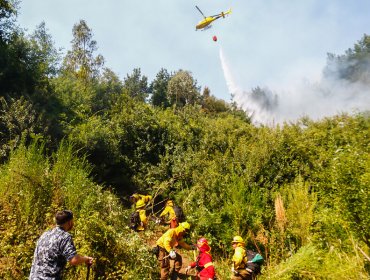 Incendios forestales en la región del Biobío han consumido 1.800 hectáreas