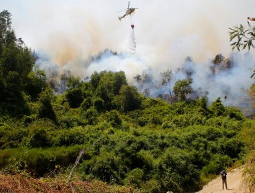 Gobierno anuncia que presentará una querella por los incendios forestales en la región del Biobío