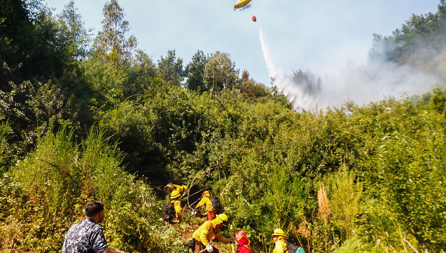 Incendios forestales en la región del Biobío han consumido 1.800 hectáreas