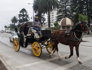 Comisión municipal zanjará el futuro de los tradicionales coches victoria de Viña del Mar