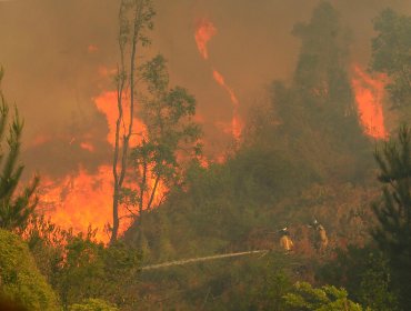 Alerta Amarilla para la comuna de Cauquenes por incendio forestal de comportamiento extremo