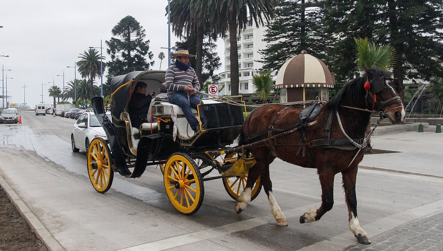 Comisión municipal zanjará el futuro de los tradicionales coches victoria de Viña del Mar