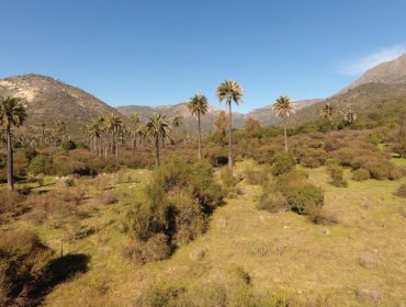 Hijuelas: Conaf reabrió parcialmente el sector Palmas de Ocoa del parque La Campana