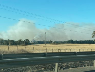 Incendio en Perquenco fue contenido y Onemi La Araucanía bajó Alerta Roja a Amarilla