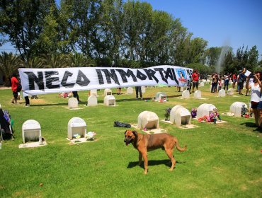 Con incidentes y barricadas culminó funeral del barrista colocolino Jorge Mora