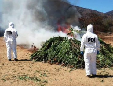 Entre choclos detectan mil plantas de cannabis sativa avaluadas en $500 millones en Papudo