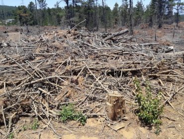 Advierten que ola de robos de madera podrían generar incendio forestal de gran magnitud en Laguna Verde