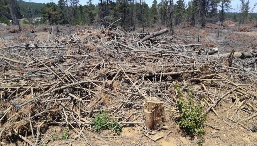 Advierten que ola de robos de madera podrían generar incendio forestal de gran magnitud en Laguna Verde