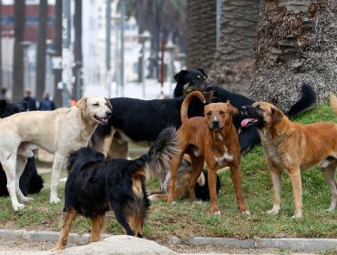 A un año de la "Ley Cholito", 892.046 animales han sido inscritos en el Registro Nacional de Mascotas