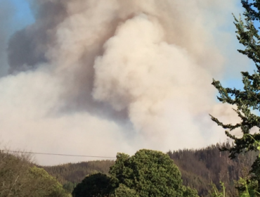 Decretan Alerta Amarilla para Huaiqui por incendio forestal que ha consumido 280 hectáreas