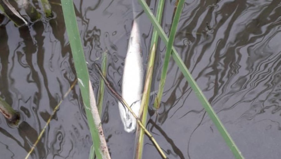 Escasez hídrica habría provocado la muerte de 130 peces en el humedal de Concón