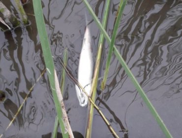 Escasez hídrica habría provocado la muerte de 130 peces en el humedal de Concón