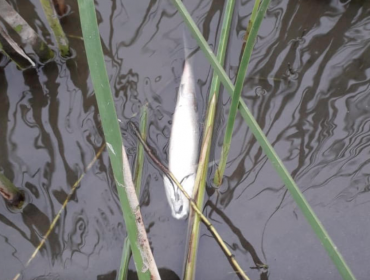 Sernapesca confirma que causa más probable de muerte de peces en Concón es la falta de oxígeno