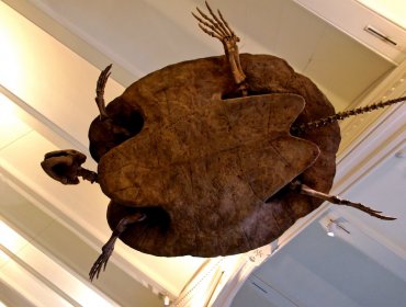 Descubren especímenes extintos de una tortuga gigante con cuernos en su caparazón