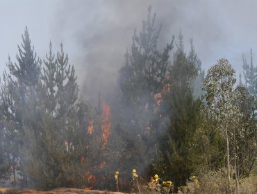 Declaran Alerta Temprana para la región de Valparaíso por amenaza de incendio forestal