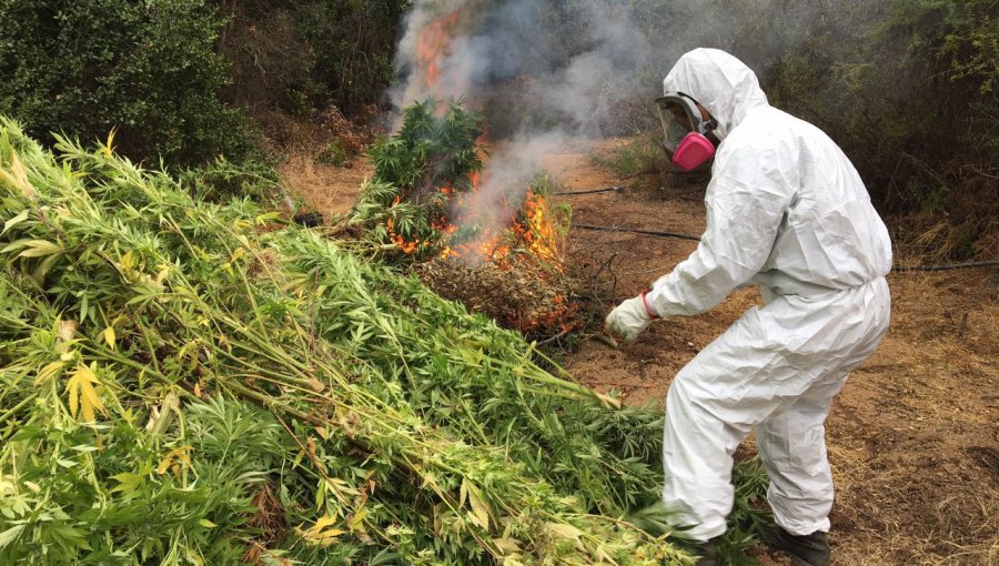 Descubren 3.640 plantas de marihuana escondidas entre los choclos en La Ligua