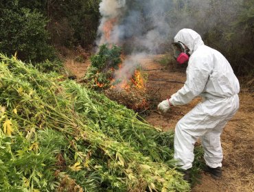 Descubren 3.640 plantas de marihuana escondidas entre los choclos en La Ligua