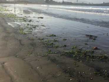 Puchuncaví: Este domingo se registra nuevo varamiento de carbón en playa de Ventanas