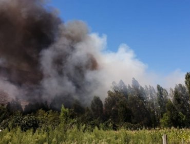 Declaran Alerta Roja para la comuna de San Vicente por incendio forestal