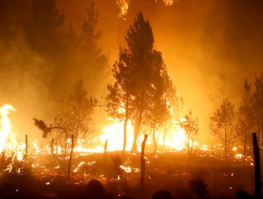 Onemi reporta que ocho incendios forestales se encuentran activos a nivel nacional