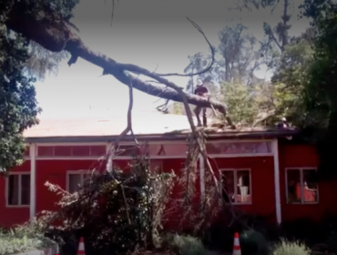 Tronco de árbol cayó sobre techo del hospital de Peñablanca: 20 personas fueron evacuadas