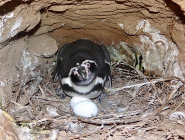 Conaf registró 1.052 pingüinos de Humboldt en el Monumento Natural Isla Cachagua de Zapallar