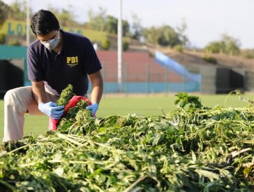 Sujeto que mantenía 32 plantas de cannabis sativa fue detenido por la PDI en La Ligua