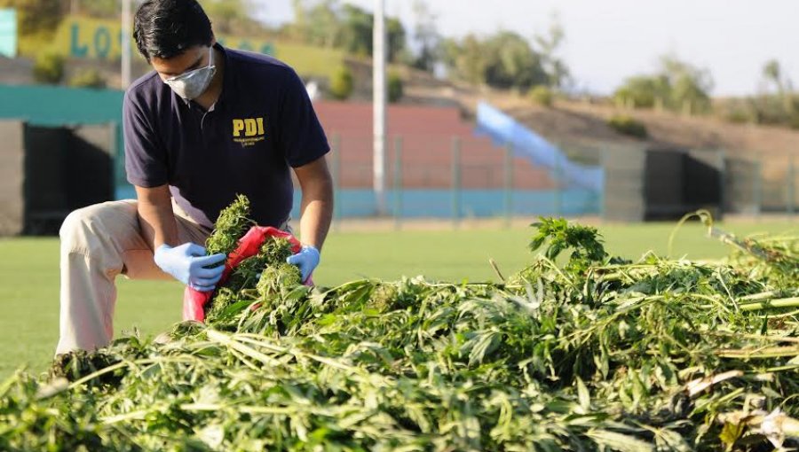 Sujeto que mantenía 32 plantas de cannabis sativa fue detenido por la PDI en La Ligua