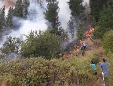 Declaran Alerta Roja para la comuna de Santa Juana por incendio forestal cercano a sectores habitados