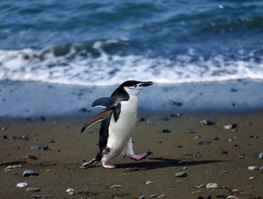 Sernapesca registró 177 pingüinos varados en las costas del país durante el 2019