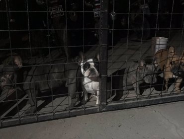 Persecución termina con dos delincuentes detenidos en La Pintana: portaban droga, armas y perros bulldog