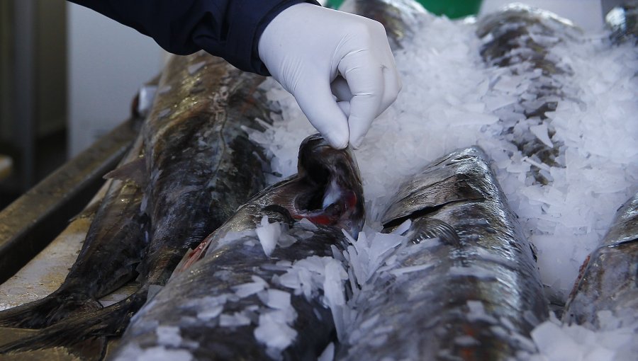 Rusia levantó restricción a importaciones de 4 plantas de salmones chilenas