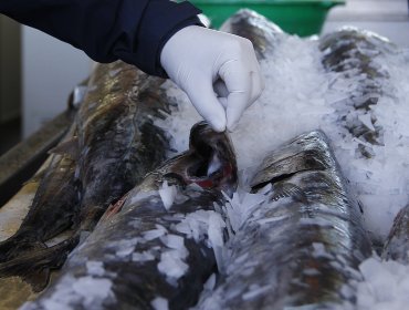 Rusia levantó restricción a importaciones de 4 plantas de salmones chilenas