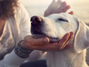 La muerte de tu mascota: El dolor puede ser similar a la muerte de un familiar, pero nunca estamos preparados