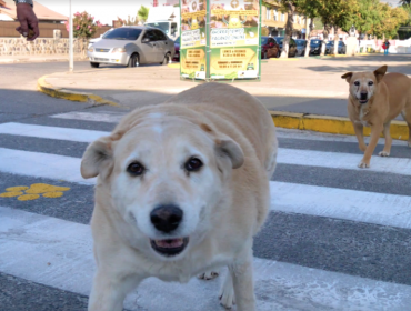 Destacan buena acogida que ha tenido iniciativa de pasos peatonales "con patitas" en La Cruz