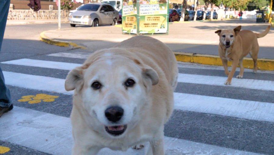 Destacan buena acogida que ha tenido iniciativa de pasos peatonales "con patitas" en La Cruz