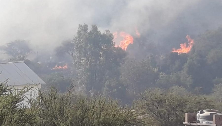 Hectáreas consumidas por incendios forestales bajaron de 509 a 80 en la provincia de Marga Marga