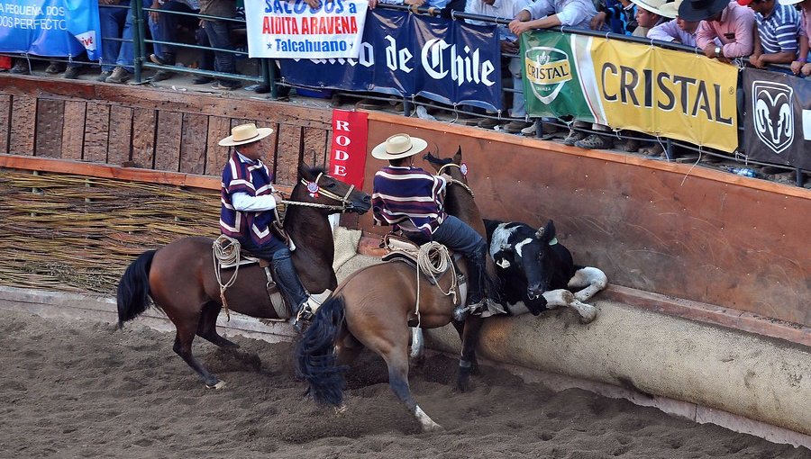 Federación de Rodeo suspendió el "Champion" por el coronavirus