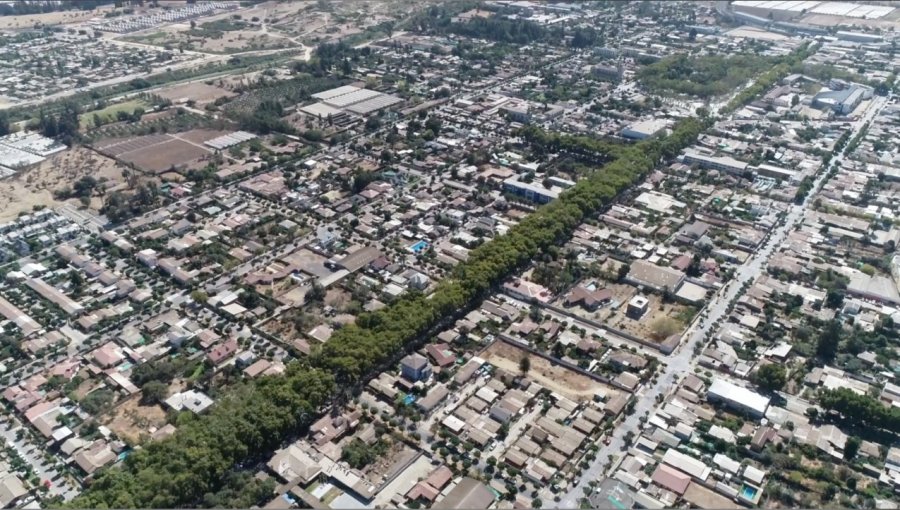 Limache crea ordenanza que busca proteger a los árboles de sus zonas urbanas