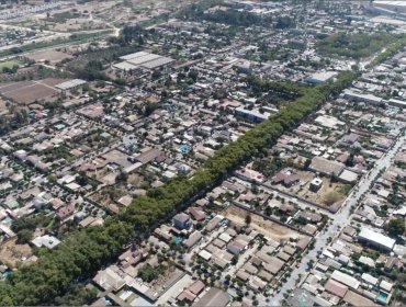 Limache crea ordenanza que busca proteger a los árboles de sus zonas urbanas