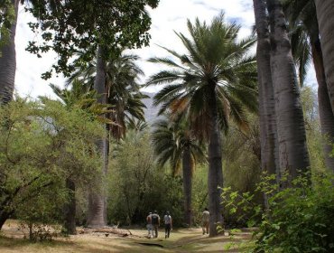 Ordenan cierre de la totalidad de áreas silvestres protegidas que administra Conaf