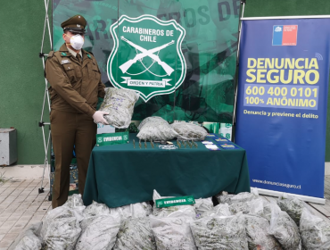 Denuncia anónima permite decomiso de droga y de 1.531 plantas de cannabis sativa en Puchuncaví